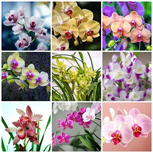 300 orchid samen orchideen bodendecker winterhart mehrjährig samen zimmerpflanzen frische blumen saatgut orchidee garten geschenke für frauen gartendeko für draußen von BRKENT