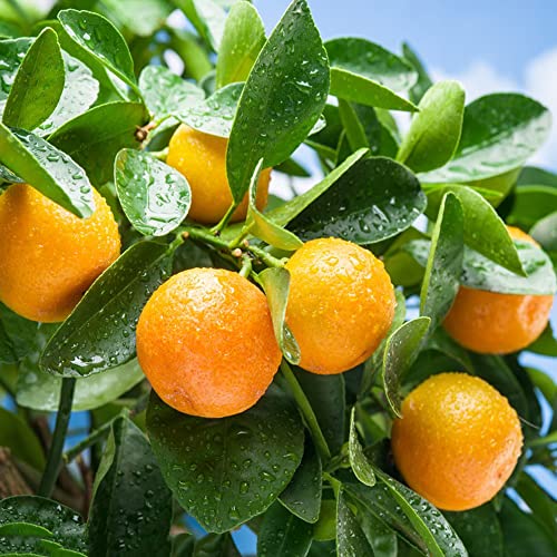 35 Stück alte Mandarine Samen Geeignet zum Pflanzen in jedem Garten Ideale Obstsorte für die Landschaftsgestaltung Einfach zu handhaben ohne zu viel Aufmerksamkeit von BRKENT