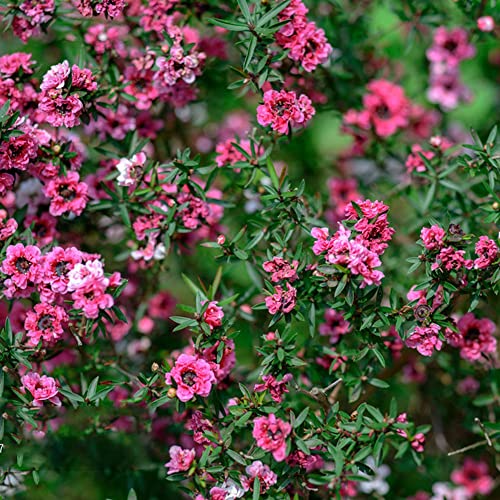 350 manuka Samen baumsamen Rosa bonsai baum saatgut gärtner geschenke pflanzen balkon bonsai anzuchtset minigarten gartenpflanzen winterhart gartenbedarf blumen garten von BRKENT