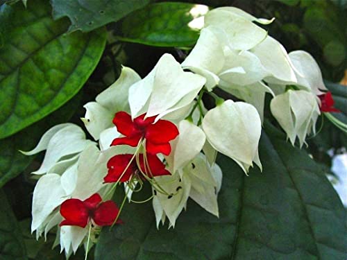 5 Clerodendrum samen bodendecker winterhart mehrjährig samen kletterpflanzen winterhart schnellwachsend blumenwiese mehrjährig winterhart pflanzen garten von BRKENT