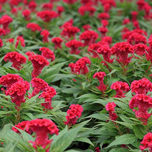 50 Celosia samen blumen garten blume schmetterlingsgarten cristata blumenwiese kletterpflanzen winterhart mittagsblume winterhart herbst deko hahnenkamm bienenwohl bodendecker von BRKENT