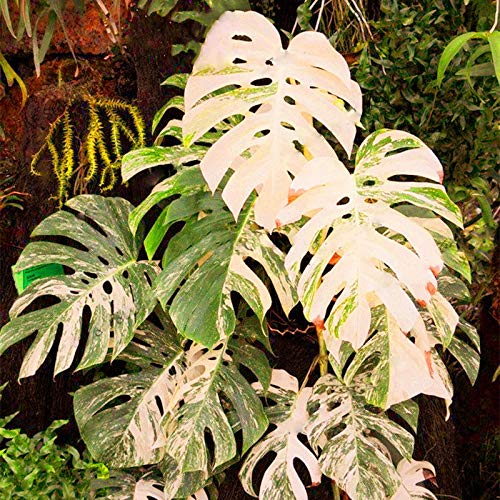 50 monstera samen Bonsai monstera variegata samen Winterharte Pflanzen FüR Garten Kletterpflanzen Bambus Pflanze Pflanzensamen Gartenpflanzen Saat Hochbeet Bio Saatgut von BRKENT