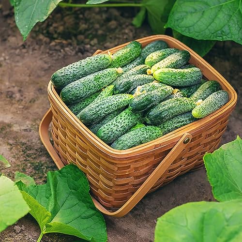 80 Pcs Gurken Samen, Gurkensamen Bonsai Topf Seeds Büropflanzen Gemüsesaat (Cucumis Sativus) Gewächshaus Balkon Luftreinigende Zimmerpflanzen Gemüsesamen Pflanztopf Zimmerbonsai Bonsai von BRKENT