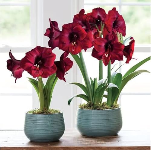 Amaryllis Zwiebel Blumen Gartendeko FüR DraußEn Amaryllis Blumenzwiebeln MehrjäHrig Winterhart Gartenpflanzen Balkonblumen Geschenk Garten Exotische Pflanzen 6 Amaryllis Zwiebeln Frisch（Dunkelrot） von BRKENT