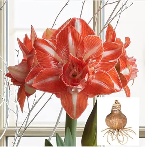 Amaryllis Zwiebel Blumenzwiebeln MehrjäHrig Winterhart Zierlauch Zwiebeln Balkonpflanzen Garten Blumen Deko Dipladenia Balkonblumen Pflanzen FüR Sonnige PläTze GäRtner Geschenke 1 Amaryllis Zwiebeln von BRKENT