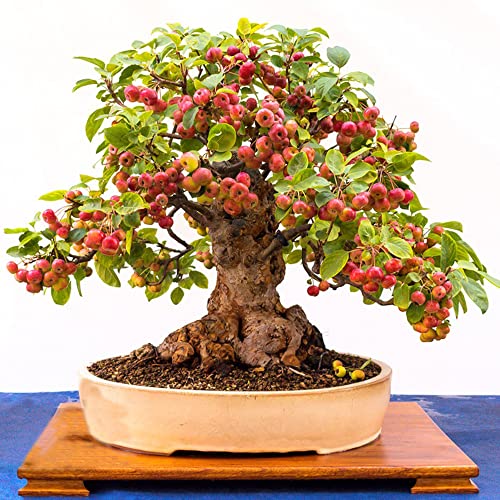 Apfelbaum Apfel Samen Obst Frisch Bonsai Baum Zimmerbonsai Balkonpflanzen Winterhart MehrjäHrig Baumsamen SäUlenobst Apfelsammler Gartenpflanzen Minigarten Pflanzen Geschenk 50 Der Apfelbaum Seed von BRKENT