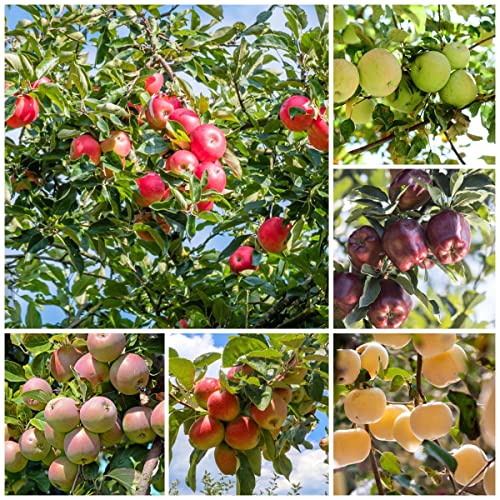 Apfelbaum Bio Saatgut Apfel Samen Obstbaum Frisches Obst Baum Pflanzensamen Gartenpflanzen Winterharte KüBelpflanzen Exotische Pflanzen Bonsai Samen Apfelsammler Geschenk 200 Der Apfelbaum Samen von BRKENT