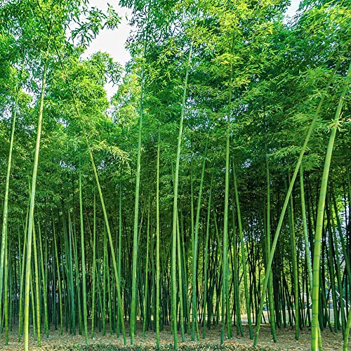 Bambus Pflanze Baumsamen Kletterpflanzen Winterhart Schnellwachsend Bambus Pflanze Bodendecker Samen Winterhart ImmergrüNe Pflanzen Aufrecht Wachsendes Wachstum Garden Bio Saatgut 100 Bambus Samen von BRKENT
