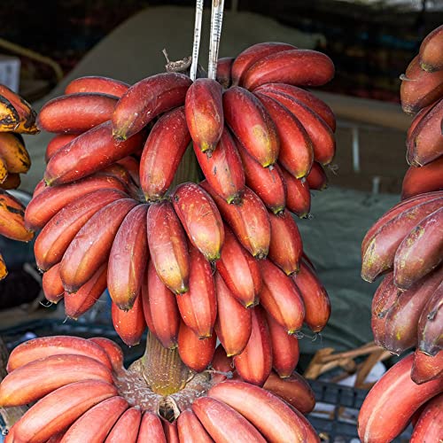 Bananensamen Seltene Rote Banane Samen Outdoor Ausdauernde Interessante Pflanzen Lecker Fruchtsamen FüR Heim Garten Winterharte Pflanzen FüR KüBel Frisches Obst 100 StüCke von BRKENT