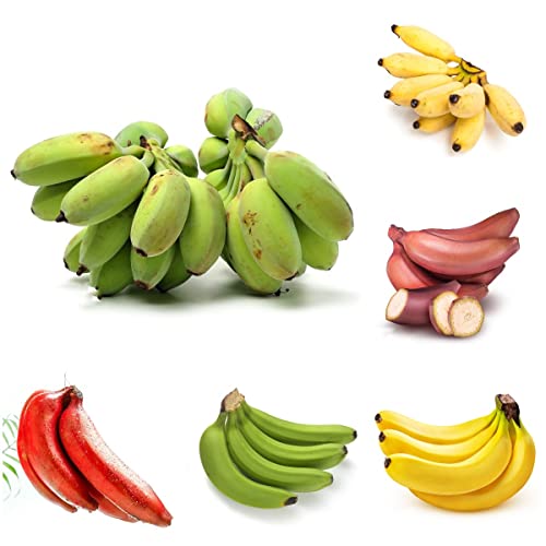 Bananensamen Winterhart Essbar Bananen Pflanzen, Bonsai Baum Obst Samen, Obst Samen Gifts Baum Winterharte Balkonpflanzen Obstbaum Kübelpflanzen - 10 Stück (Mehrfarbig) von BRKENT