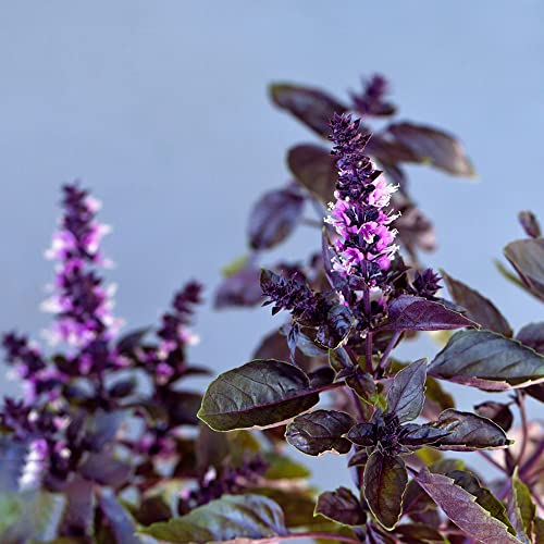 Basilikum Samen KräUter Holy Basil Thai Basilikum WildkräUter Samen KüChenkräUter Bodendecker Winterhart MehrjäHrig Balkonpflanzen Pflanzensamen KräUtersamen KräUtergarten Geschenk 50 Basil Seeds von BRKENT