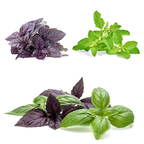 Basilikum Samen Pflanze KräUter Holy Basil KräUtersamen KräUtergarten KräUter Samen Bio MehrjäHrig Stauden Winterhart Bodendecker GartenkräUter KräUterpflanzen KüChenkräUter 500 Basil Seeds von BRKENT