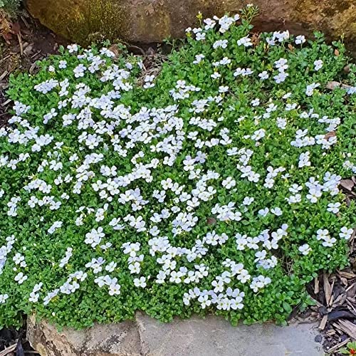 Blaukissen Samen (Aubrieta Deltoidea), Blumensamen Bodendecker, Winterhart Deko Blumen Blumensamen Balkon Kletterpflanzen Herbstblumen Winterhart Bodendecker - 350 Stück (Weiß) von BRKENT