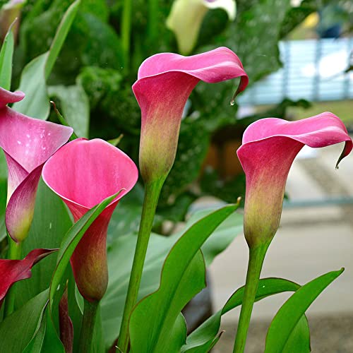 Calla Zwiebeln Winterhart Blumenzwiebeln MehrjäHrig Winterhart Balkonblumen Gartendeko FüR DraußEn Geschenk Garten Winterharte Calla Bodendecker Balkon Pflanze Dekoblumen 3 Calla Lily Zwiebeln von BRKENT