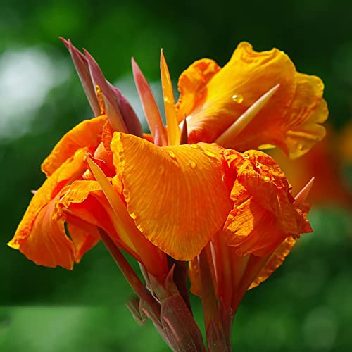 Canna Zwiebeln Blumenzwiebeln MehrjäHrig Winterhart Zierlauch Zwiebeln Canna Knollen Blumen Deko Gartendeko FüR DraußEn Canna Pflanzen FüR Sonnige PläTze Bodendecker Balkon Blumen 2 StüCk（Orange） von BRKENT