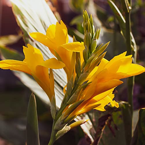 Canna Zwiebeln Blumenzwiebeln MehrjäHrig Winterhart Zierlauch Zwiebeln Canna Knollen Blumen Deko Gartendeko FüR DraußEn Canna Pflanzen FüR Sonnige PläTze Bodendecker Balkon Blumen 3 StüCk（Gelb） von BRKENT