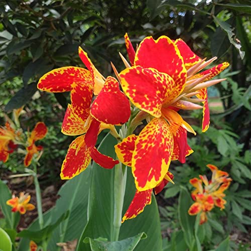 BRKENT Canna Zwiebeln Gartendeko FüR DraußEn Canna Knollen Blumenzwiebeln MehrjäHrig Winterhart Gartenpflanzen Pflanzen Garten Blumen Deko Gartenblumen Geschenke FüR Gartenfreunde 3Stück, Rot von BRKENT