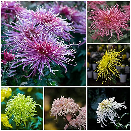 Chrysanthemen Pflanzen Samen MehrjäHrig Winterhart Balkon Pflanzen Garten Schmetterlingsflieder Blumensamen MehrjäHrig Winterhart Blumenwiese WildkräUter Samen Blumenmischung 150 Chrysantheme Saatgut von BRKENT