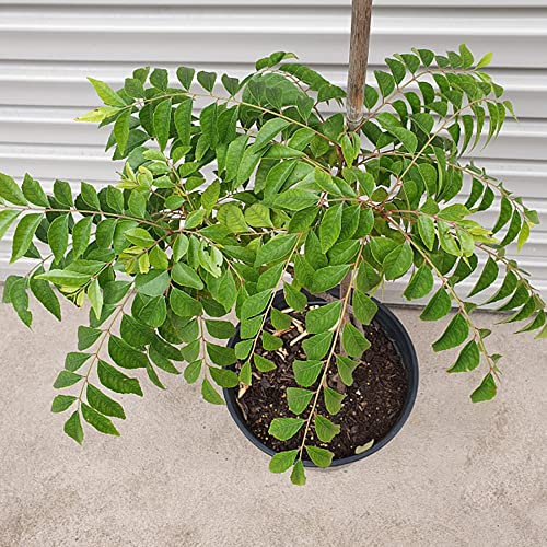 CurrybläTter Samen KräUter Bonsai Bio Saatgut KüChenkräUter CurrybläTter Frisch Indische GewüRze KräUtersamen Exotische Pflanzen Winterhart Bodendecker GäRtner Geschenke 200 Curry Leaves Plant Saatgut von BRKENT