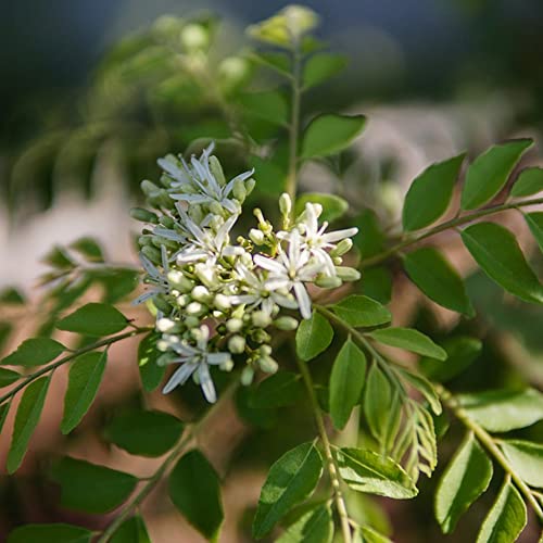 CurrybläTter Samen KräUterpflanzen Bio Saatgut KüChenkräUter CurrybläTter Frisch WildkräUter Samen KräUter Indische GewüRze Exotische Seltene Pflanzen KräUtergarten KüChe 80 Curry Leaves Plant Saatgut von BRKENT