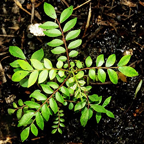 CurrybläTter Samen KräUtersamen Indische GewüRze Hochbeet Bonsai Samen KräUter CurrybläTter Frisch WildkräUter KräUterpflanzen Stauden Winterhart MehrjäHrig KüChenkräUter 50 Curry Leaves Plant Saatgut von BRKENT