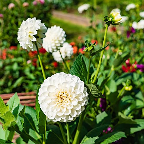 Dahlien Knollen Winterhart Blumenzwiebeln MehrjäHrig Zierlauch Zwiebeln Frisch Blumen Winterharte Dahlien KüBelpflanzen Garten Pflanzen Gartendeko FüR DraußEn Balkonblumen 2 Dahlien Zwiebel（Weiß） von BRKENT