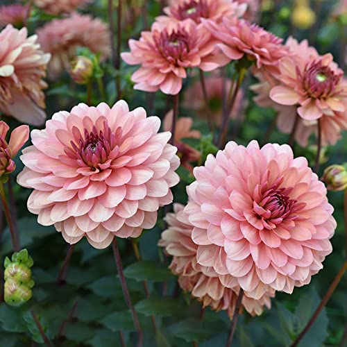 Dahlien Knollen Winterhart Blumenzwiebeln MehrjäHrig Zierlauch Zwiebeln Frisch Blumen Winterharte Dahlien KüBelpflanzen Garten Pflanzen Gartendeko FüR DraußEn Balkonblumen 2 Dahlien Zwiebel（Rosa） von BRKENT