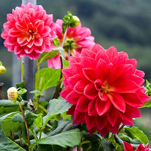 Dahlien Knollen Winterhart Blumenzwiebeln MehrjäHrig Zierlauch Zwiebeln Winterharte Dahlien Gartenpflanzen Blumen Deko Balkonblumen Exotische Pflanzen Geschenke FüR Gartenfreunde 3 Dahlien Zwiebel von BRKENT