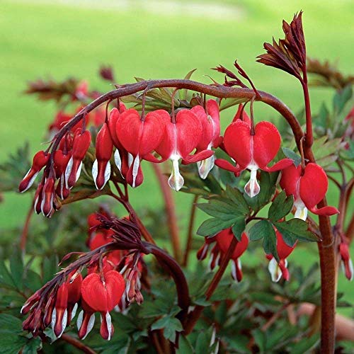 Dicentra Spectabilis Samen Blumensamen Balkon Bonsai Samen Gartenpflanzen TräNendes Herz Dicentra Spectabilis Deko Blumen KräUterpflanzen Exotische Pflanzen 100 StüCke von BRKENT