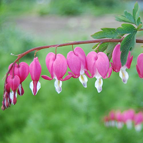 Dicentra Spectabilis Samen Exotische Pflanzen KüBelpflanze Winterhart Blumensamen TräNendes Herz Dicentra Spectabilis Deko Blumen Winterharte Balkonpflanzen 30 StüCke von BRKENT