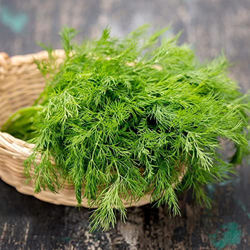 Dill Samen KräUter KräUtergarten Balkon Dillsamen Bio Saatgut KüChenkräUter KräUtersamen Dillsamen Kaufen Stauden Winterhart MehrjäHrig Balkonpflanzen Saat Nachhaltige Geschenke 300 Dill Saatgut von BRKENT