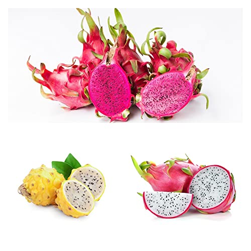 Drachenfrucht Samen Kaktus Pitahaya Obst Frisch Exotische Pflanzen Bio Saatgut Winterharte Pflanzen FüR Garten Frisches Obst Samen GewäChshaus Balkon Pflanzensamen 100 Drachenfrucht Saatgut von BRKENT