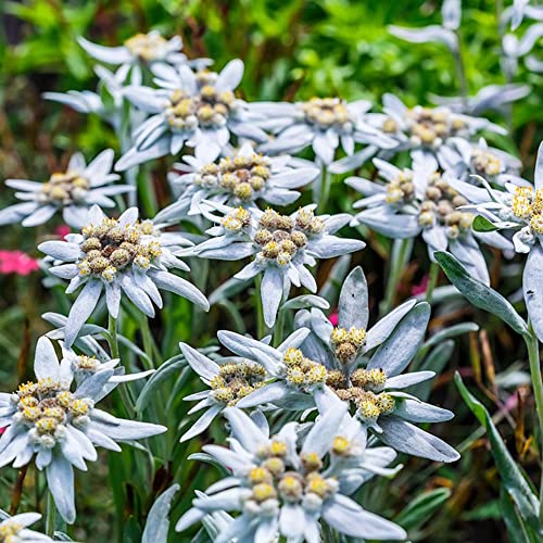 Edelweiss Samen,Blumensamen Sträucher Kräuterpflanzen,Geschenk Garten Pflanzensamen Balkon Blumen Bodendecker Pflanzen Winterhart Seltene Pflanzen - 250 Stück(Weiß) von BRKENT