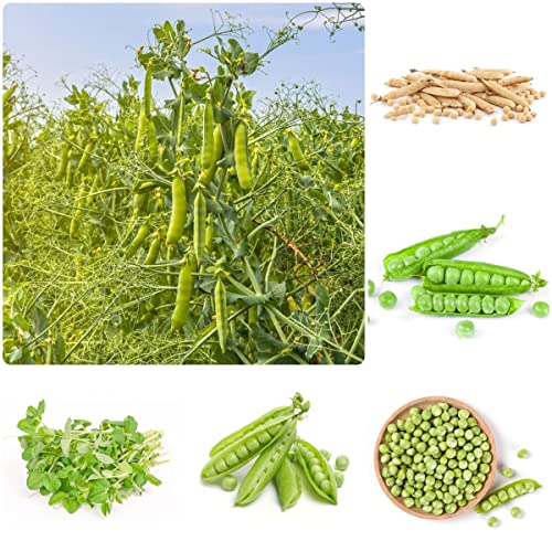 Erbsen Samen (Pisum Sativum) Zuckererbsen Samen Erbsenpflanze, Gemüsesamen Bio Saatgut Kletterpflanzen, Hochbeett Samen Wintergemüse Winterharte Stauden Saatgut Gemüse - 50 Erbsen Saatgut (Grün) von BRKENT