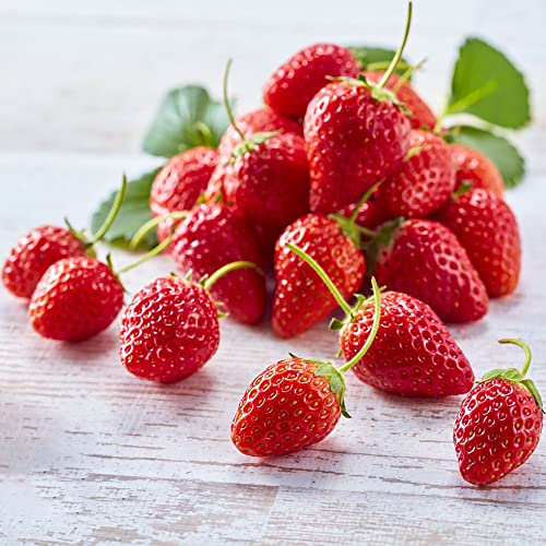 Erdbeeren Samen Pflanzen Obst Alte Sorten Winterharte Pflanzen FüR Garten Erdbeer Samen Balkonpflanzen Wilde Erdbeeren Klettererdbeeren Sukkulenten Samen Pflanzensamen Bonsai 50 Erdbeersamen von BRKENT