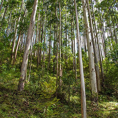 Eukalyptus Samen Pflanze Winterhart BäUme Garten Eukalyptus Baum Bio Samen Bonsai Winterharte Balkonpflanzen Eukalyptusbaum Kletterpflanzen Winterhart Schnellwachsend Baum 100 Eukalyptus Saatgut von BRKENT