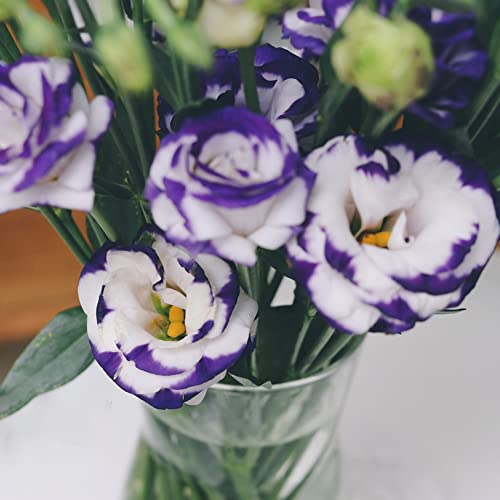 Eustoma Samen Balkonblumen Winterharte Pflanzen FüR Garten Balkon Pflanze Blumensamen Lisianthus Deko Blumen Geschenk Garten Winterharte Pflanzen Herbst Deko 250 StüCke von BRKENT