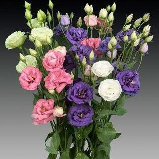 Eustoma Samen StaudenblüTenpflanzen Topfpflanzen Blumen Samen Lisianthus Samen Deko Blumen Blumensamen Gastgeschenk Gartendeko FüR DraußEn Balkonpflanzen 50 StüCke von BRKENT