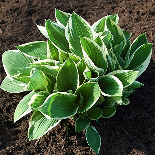 Funkien Hosta Pflanze Samen Bodendecker Winterhart MehrjäHrig Stauden Blumensamen Exotische Pflanzen Seltene Hochbeet Samen Blumenwiese Balkonblumen Weiß Blumen Deko Pflanzensamen 100 Hostas Saatgut von BRKENT