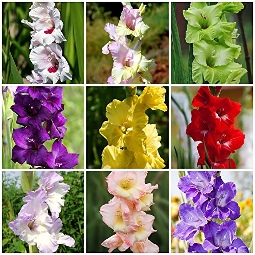 Gladiolen Zwiebeln BlüTenmix Gladiolenzwiebeln MehrjäHrig Winterhart Blumenzwiebeln Balkonblumen Winterharte Pflanzen FüR Garten Winterharte Gladiolen Balkon Blumen Gartenpflanzen 12 Blumenzwiebel von BRKENT