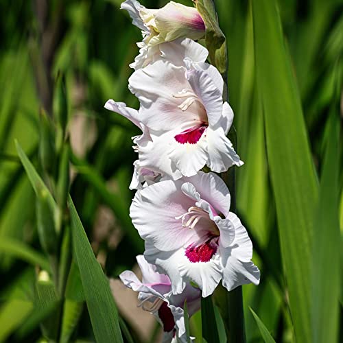 Gladiolen Zwiebeln Blumen Balkon Gartenblumen Gladiolenzwiebeln MehrjäHrig Winterhart Blumenzwiebeln Balkonpflanzen Bodendecker Gartendeko FüR DraußEn Gartenblumen 3 Winterharte Gladiolen Weiß von BRKENT