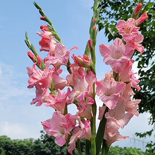 Gladiolenzwiebeln MehrjäHrig Winterhart Blumenzwiebeln Gartenpflanzen Winterharte KüBelpflanzen Rosa Deko Blumen Winterharte Gladiolen Balkonblumen Exotische Pflanzen 10 Gladiolen Zwiebeln von BRKENT