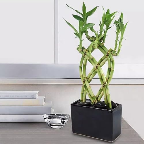 GlüCksbambus Samen GrüNpflanzen Deko Wohnzimmer Hydrokultur Pflanzen Lucky Bamboo Bonsai Samen Balkonpflanzen Bambus Pflanze Pflanzensamen Lucky-Plant 20 GlüCksbambus Kaufen Saatgut von BRKENT