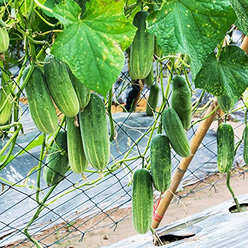 Gurken Samen Gemüsesamen Bio Gurken Samen - Nachhaltige Geschenke für Gärtner und Naturfreunde, Wintergemüse für Gewächshaus 50 Stück von BRKENT