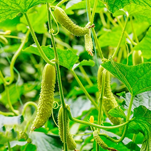 Gurken Samen Gurkensamen Gurkenpflanzen WintergemüSe Samen GemüSe Salatgurken Kletterpflanzen Winterhart Gurkenpflanzen GrüNe Gurken Balkon GemüSe Geschenk Gurke Pflanzen 50 Cucumber Saatgut von BRKENT