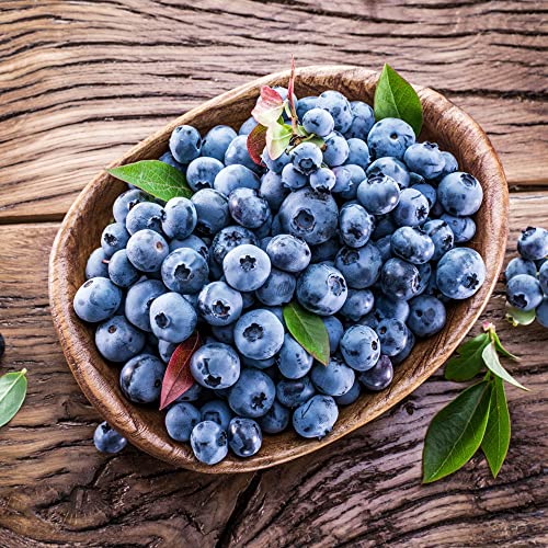 Heidelbeeren Pflanzen Samen Winterhart Obst Heidelbeerstrauch Balkonpflanzen Blaubeeren Pflanzen Obstbaum Winterharte Pflanzen FüR Garten ObstbäUme Geschenke FüR Gartenfreunde 20 Blueberry Saatgut von BRKENT