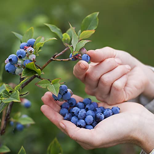 Heidelbeeren Pflanzen Samen Winterhart Obst Heidelbeerstrauch Garten Bonsai Blaubeeren Pflanzen Exotische ObstbäUme Balkonpflanzen Blaubeere KüBelpflanzen GäRtner Geschenke Bio 100 Blueberry Saatgut von BRKENT