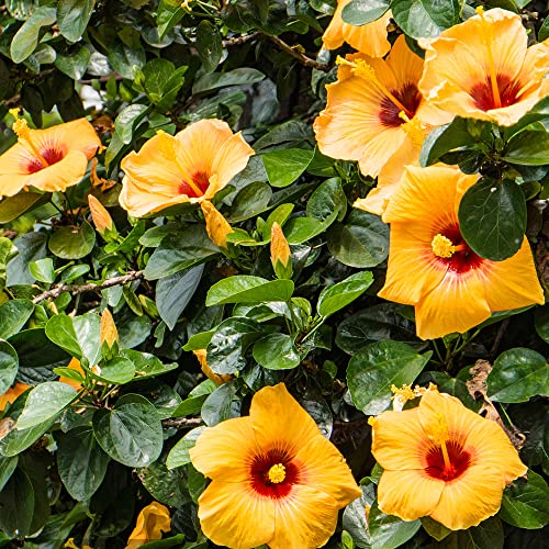 BRKENT Hibiskus Pflanze Samen Stauden Winterhart Mehrjährig Kletterpflanzen Wildblumensamen Pflanzen Garten Balkon Blumen Gartendeko Für Draußen Pflanzensamen Riesen Hibiskus 200 Samen, Gelb von BRKENT