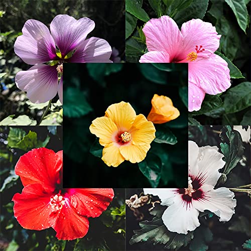 Hibiskus Pflanze Samen Winterhart Blumensamen Mehrjährig Mischung Pflanzen Geschenk Blumenwiese Samen Mehrjährig Winterhart Stauden Riesen Hibiskus Wiesenblumen Samen Blumen Geschenk 300 Samen von BRKENT