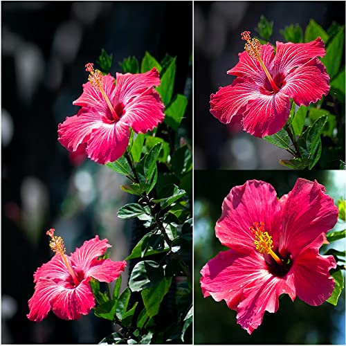 Hibiskus Pflanze Samen Winterhart Für Garten Balkonpflanzen Winterhart Mehrjährig Kletterpflanzen Stauden Blumen Geschenk Pflanzen Garten Steingartenpflanzen Winterhart 200 Riesen Hibiskus Samen von BRKENT